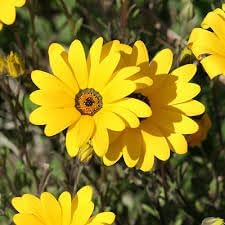 Dimorphotheca Flower seeds for Planting Bright Blooms, Heirloom & GMO Free Seeds for Home Garden seeds for planting