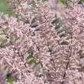 Tamarix Flower seeds for Planting Garden Favorite, Heirloom & GMO Free Seeds for Home Garden seeds for planting