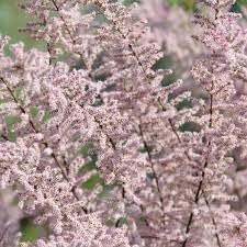 Tamarix Flower seeds for Planting Garden Favorite, Heirloom & GMO Free Seeds for Home Garden seeds for planting
