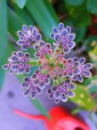 Kalanchoe Flower seeds for Planting Cottage Garden Essential, Heirloom & GMO Free Seeds for Home Garden seeds for planting