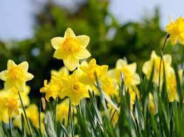 Daffodils Flower seeds for Planting Low Maintenance, Heirloom & GMO Free Seeds for Home Garden vegetable and garden seeds