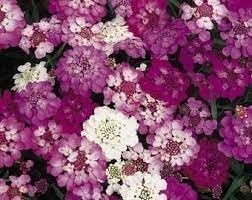 High quality Candytuft Flower seeds for Planting Wildflower Mix, Heirloom & GMO Free Seeds for Home Garden seeds pack