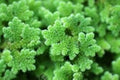 Gray Crested Fern Flower seeds for Planting Premium Quality, Heirloom & GMO Free Seeds for Home Garden seeds for planting