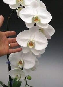 Phalaenopsis Orchid Flower seeds for Planting Bright Blooms, Heirloom & GMO Free Seeds for Home Garden seeds for planting