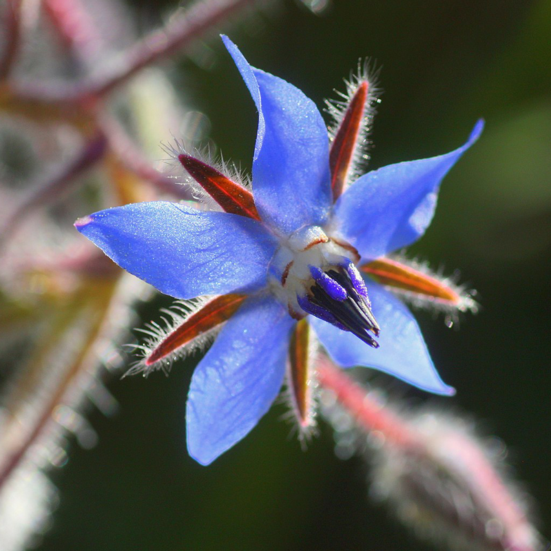 High quality Dark Blue Borage Flower seeds for Planting Low Maintenance, Heirloom & GMO Free Seeds for Home Garden seeds pack