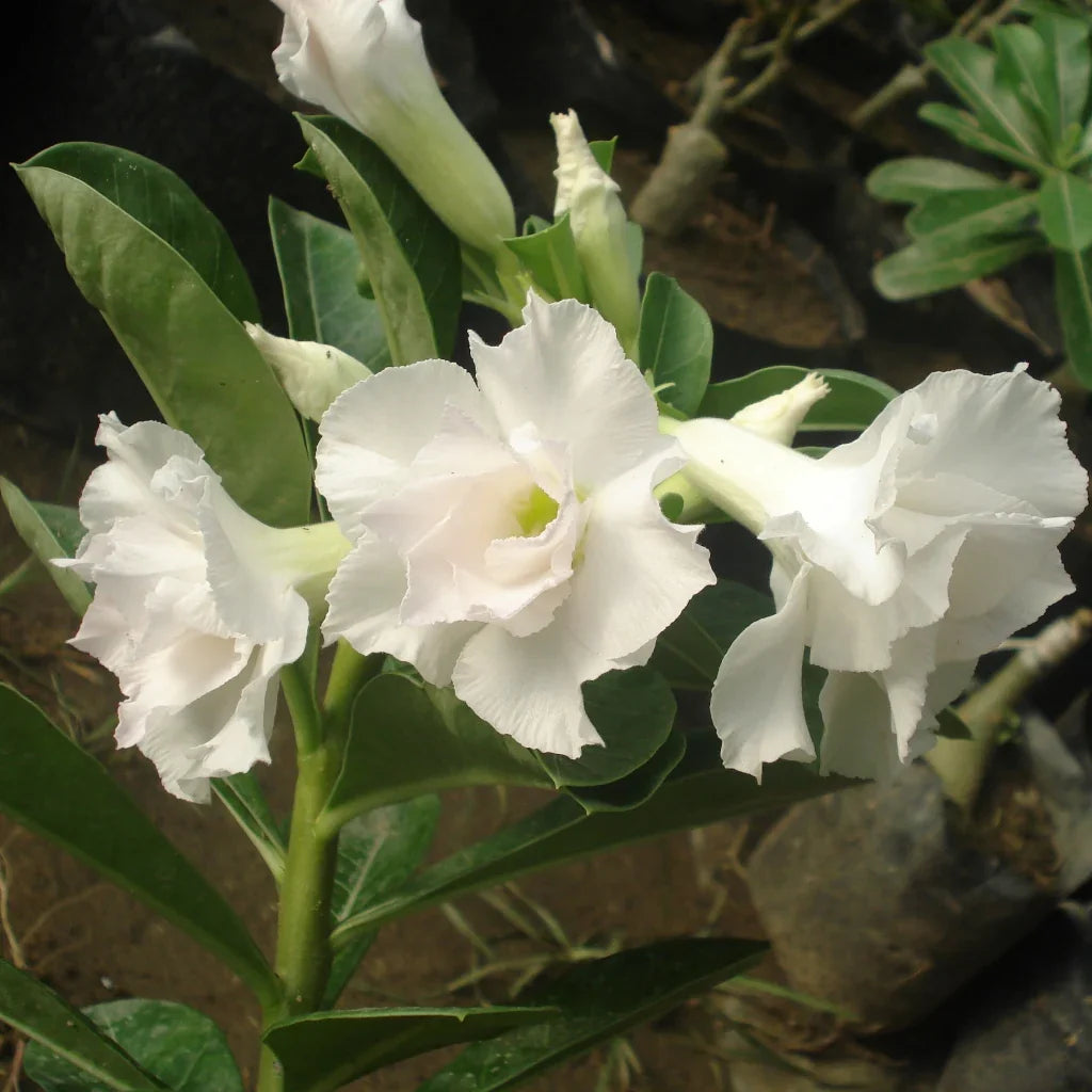 Heirloom Adenium Flower seeds for Planting Hardy Variety Heirloom & GMO Free Seeds for Home Garden