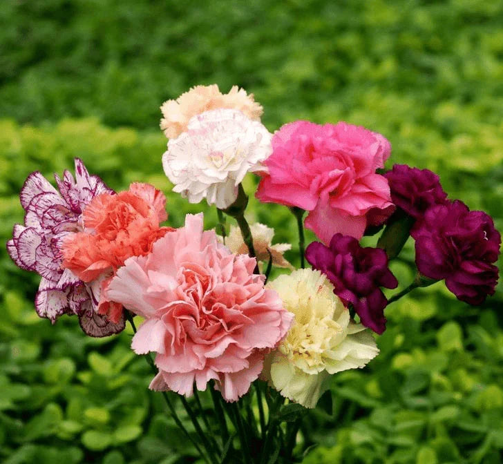 Heirloom Dianthus Caryophyllus Flower seeds for Planting Long Bloom Season Heirloom & GMO Free Seeds for Home Garden