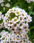 Alyssum Lobularia Flower seeds for Planting Low Maintenance, Heirloom & GMO Free Seeds for Home Garden seeds for planting