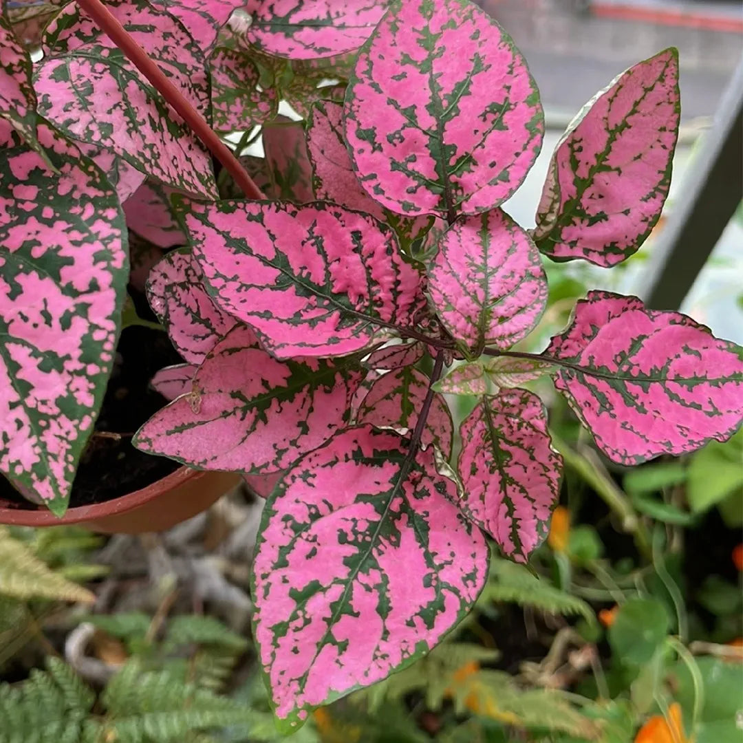 Mix Hypoestes Flower seeds for Planting Vibrant Colors, Heirloom & GMO Free Seeds for Home Garden vegetable and garden seeds