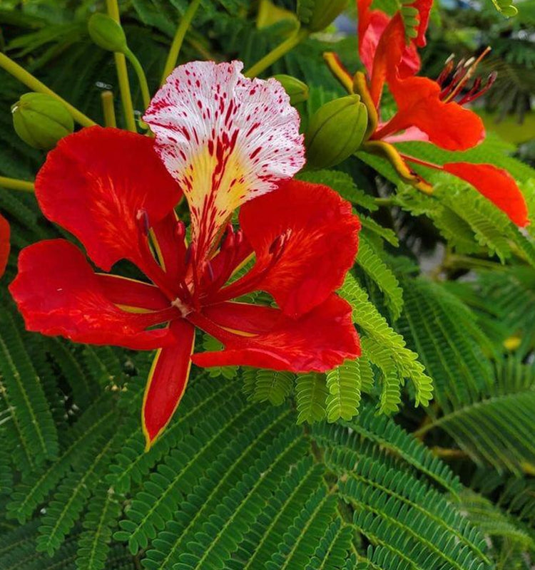 Heirloom Gulmohar Flower seeds for Planting Perfect for Borders Heirloom & GMO Free Seeds for Home Garden