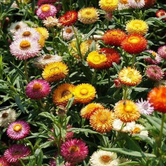 High quality Mix Helianthemum Flower seeds for Planting Cut Flower Favorite, Heirloom & GMO Free Seeds for Home Garden seeds pack