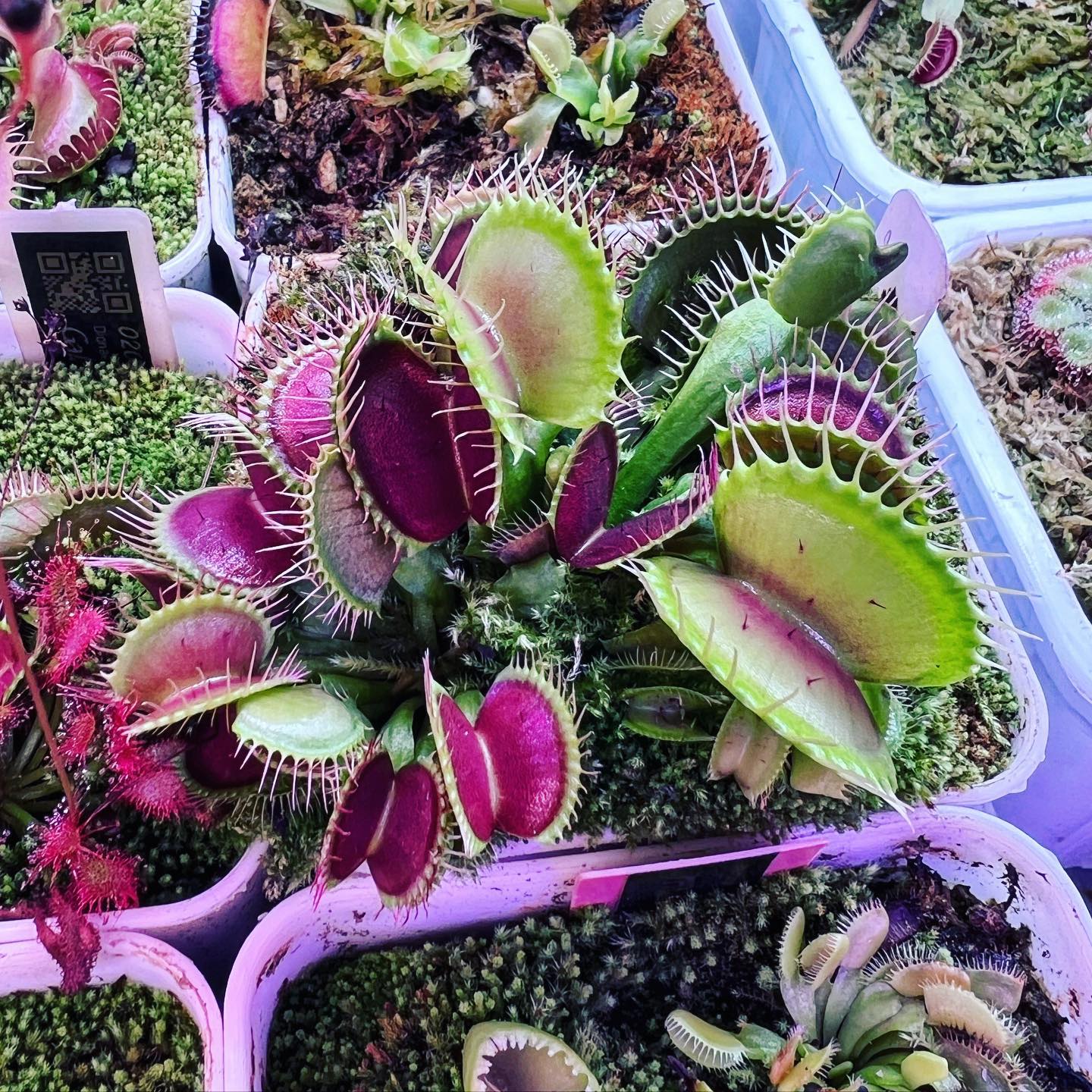 High quality Venus Fly Trap Violet Flower seeds for Planting Long Bloom Season, Heirloom & GMO Free Seeds for Home Garden seeds pack