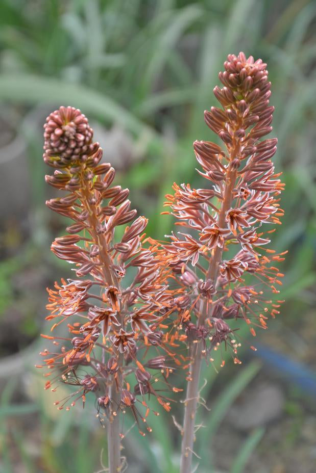 Eremurus Flower seeds for Planting Shade Tolerant, Heirloom & GMO Free Seeds for Home Garden vegetable and garden seeds
