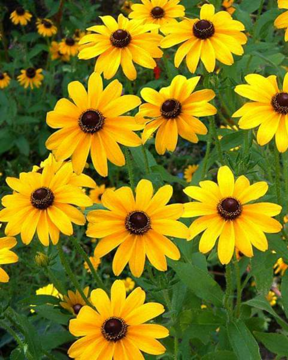 Yellow Rudbeckia Triloba Flower seeds for Planting Long Bloom Season, Heirloom & GMO Free Seeds for Home Garden seeds for planting