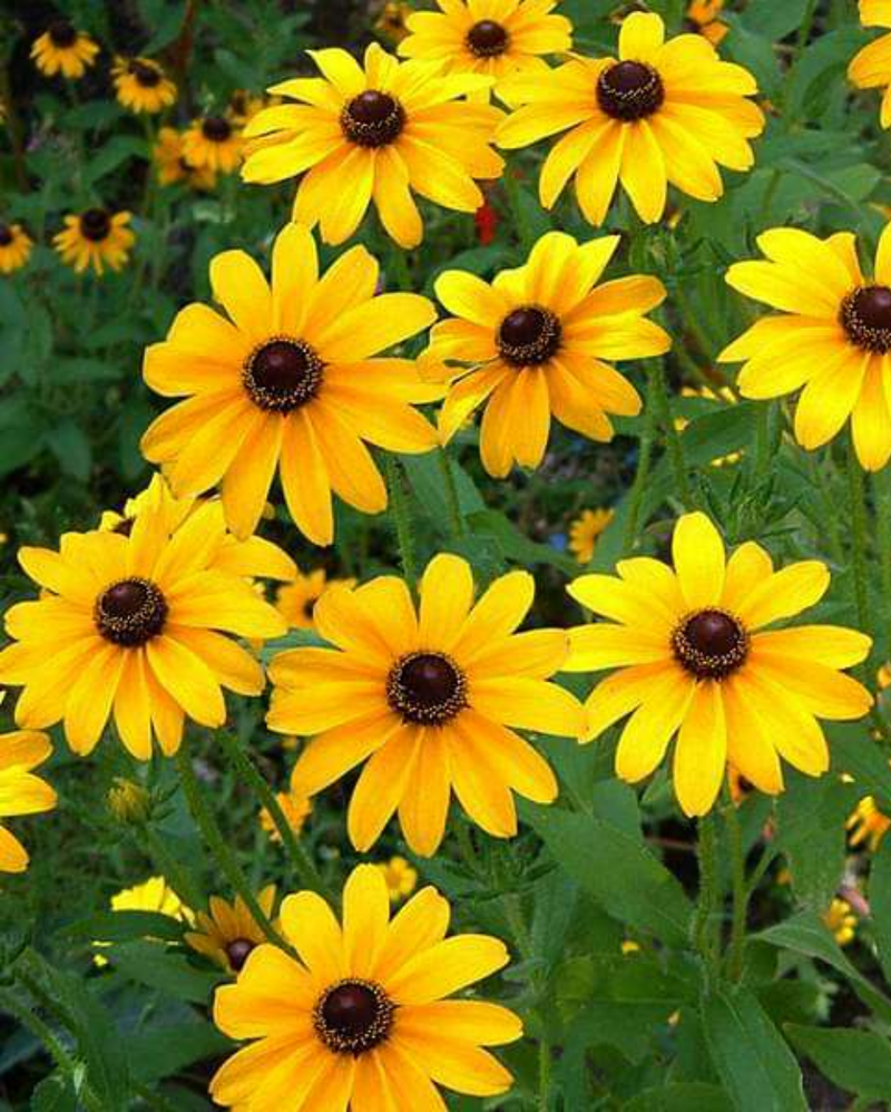 Yellow Rudbeckia Triloba Flower seeds for Planting Long Bloom Season, Heirloom & GMO Free Seeds for Home Garden seeds for planting