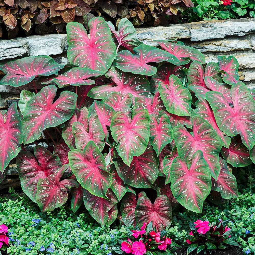 Caladium Flower seeds for Planting Vibrant Colors Heirloom & GMO Free Seeds for Home Garden