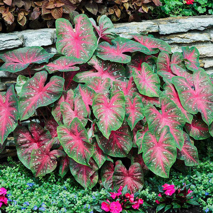 Caladium Flower seeds for Planting Vibrant Colors Heirloom & GMO Free Seeds for Home Garden