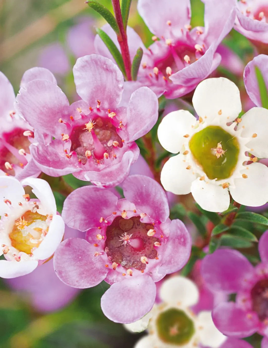 Geraldton Flower seeds for Planting Cottage Garden Essential Heirloom & GMO Free Seeds for Home Garden