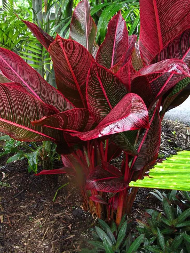 Premium Red Cordyline Rubra Flower seeds for Planting Bright Blooms, Heirloom & GMO Free Seeds for Home Garden seeds