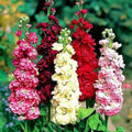 Matthiola Incana Flower seeds for Planting Shade Tolerant, Heirloom & GMO Free Seeds for Home Garden seeds for planting