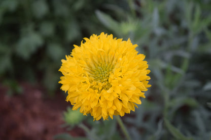 Gaillardia Sundance Flower seeds for Planting Wildflower Mix Heirloom & GMO Free Seeds for Home Garden