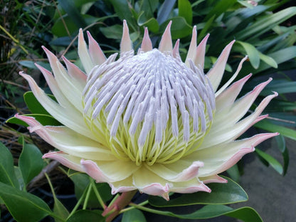 Protea Flower seeds for Planting Low Maintenance Heirloom & GMO Free Seeds for Home Garden
