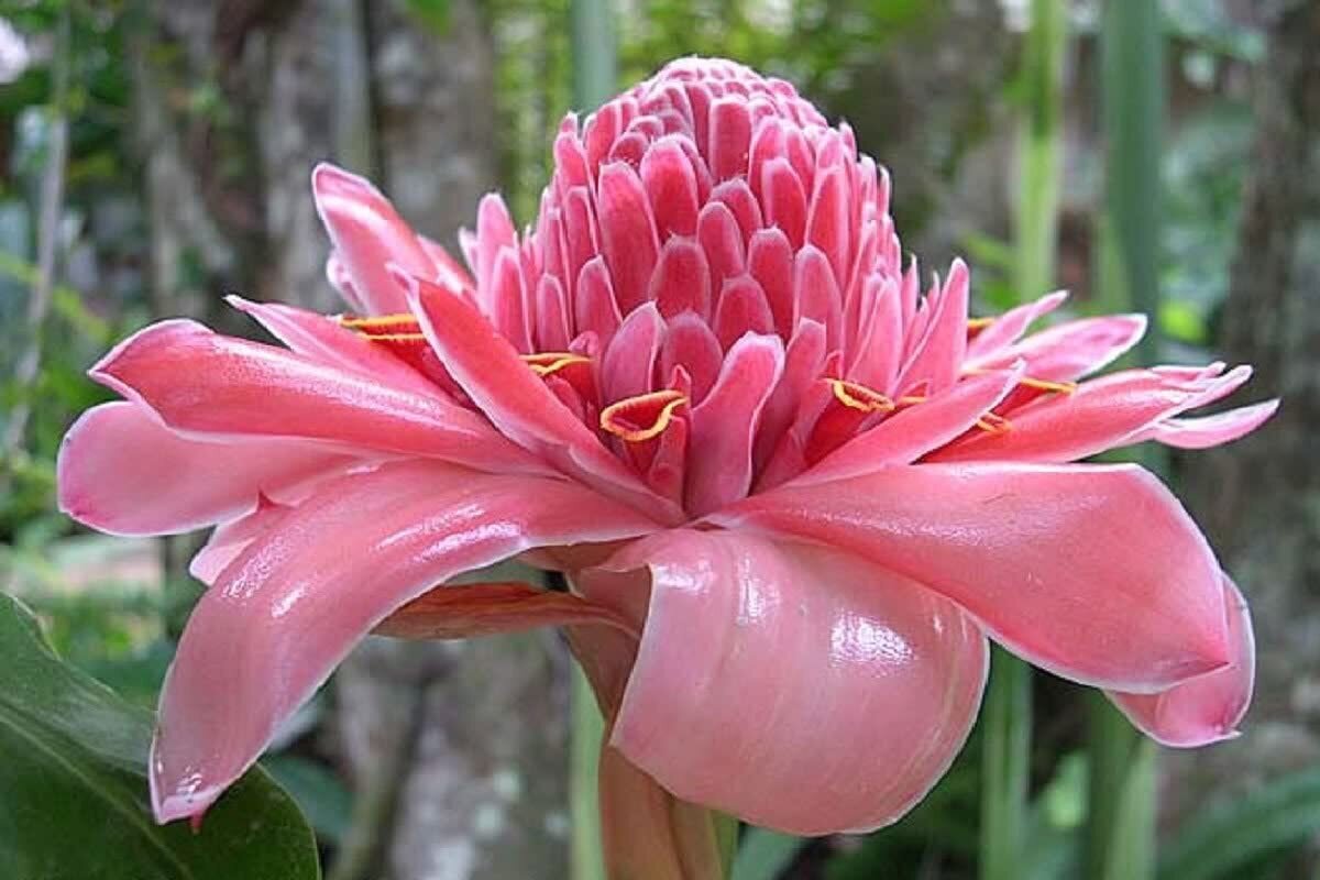 High quality Pink Torch Ginger Flower seeds for Planting Pollinator Friendly, Heirloom & GMO Free Seeds for Home Garden seeds pack