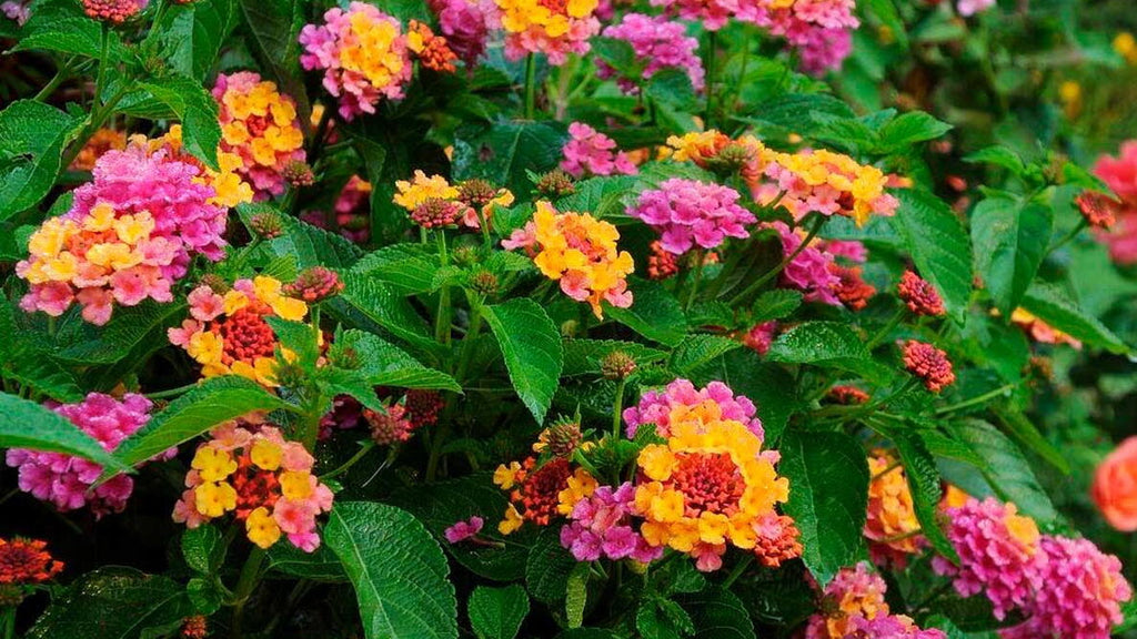 High quality Feston Purple Yellow Rose Flower seeds for Planting Wildflower Mix, Heirloom & GMO Free Seeds for Home Garden seeds pack