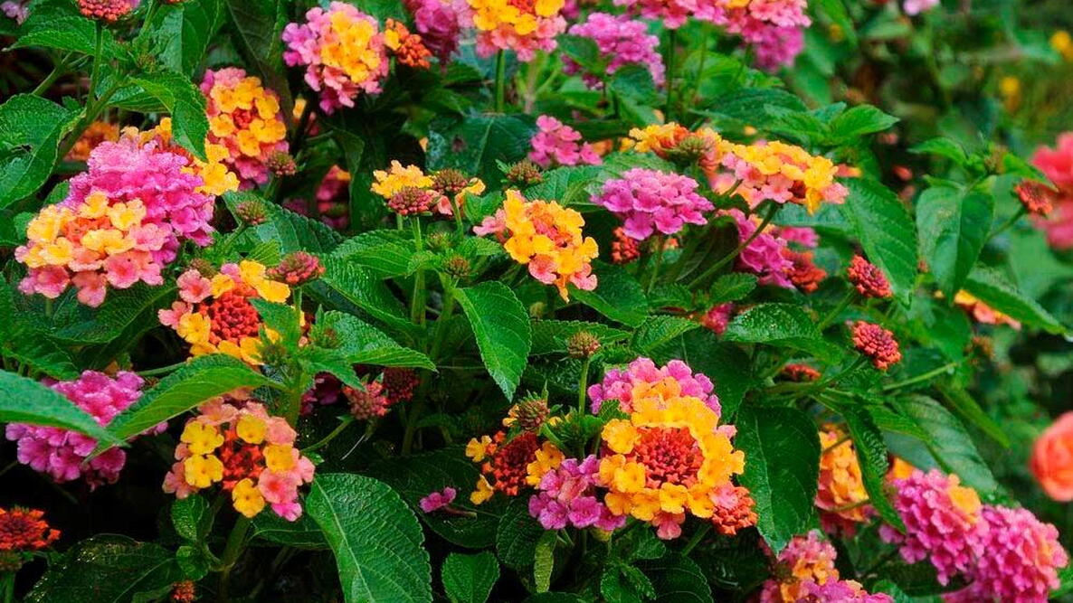 High quality Feston Purple Yellow Rose Flower seeds for Planting Wildflower Mix, Heirloom & GMO Free Seeds for Home Garden seeds pack