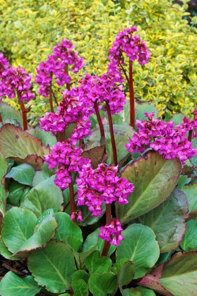 High quality Bergenia Flower seeds for Planting Wildflower Mix, Heirloom & GMO Free Seeds for Home Garden seeds pack