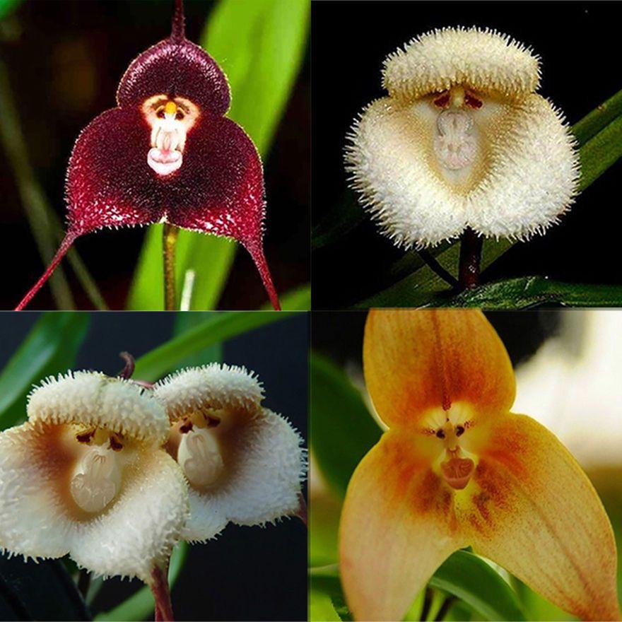 Monkey Orchids Flower seeds for Planting Pollinator Friendly Heirloom & GMO Free Seeds for Home Garden