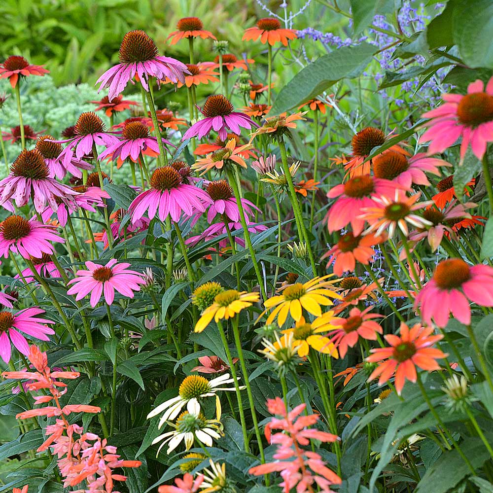 Echinacea Cheyenne Spirit Flower seeds for Planting Easy to Grow Heirloom & GMO Free Seeds for Home Garden