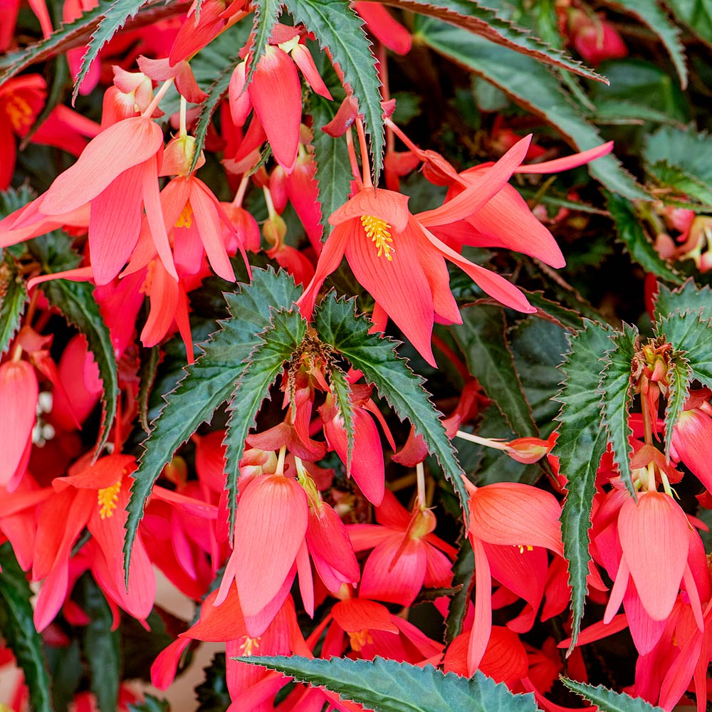 Boliviensis Flower seeds for Planting Cut Flower Favorite Heirloom & GMO Free Seeds for Home Garden