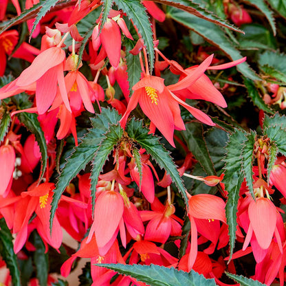 Boliviensis Flower seeds for Planting Cut Flower Favorite Heirloom & GMO Free Seeds for Home Garden