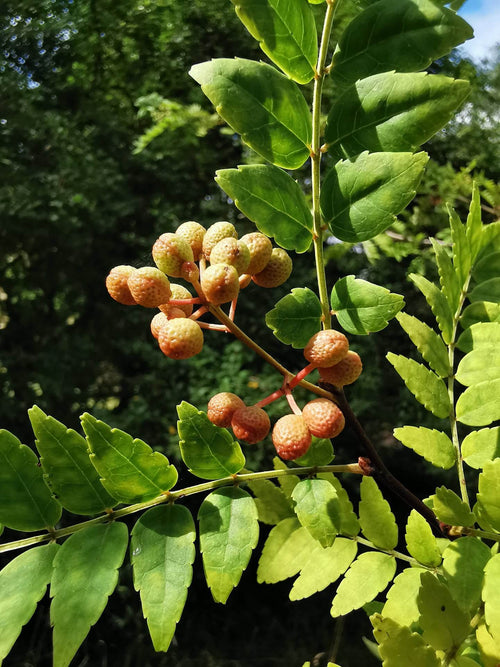 Premium Brown Zanthoxylum Flower seeds for Planting Wildflower Mix, Heirloom & GMO Free Seeds for Home Garden Sale seeds
