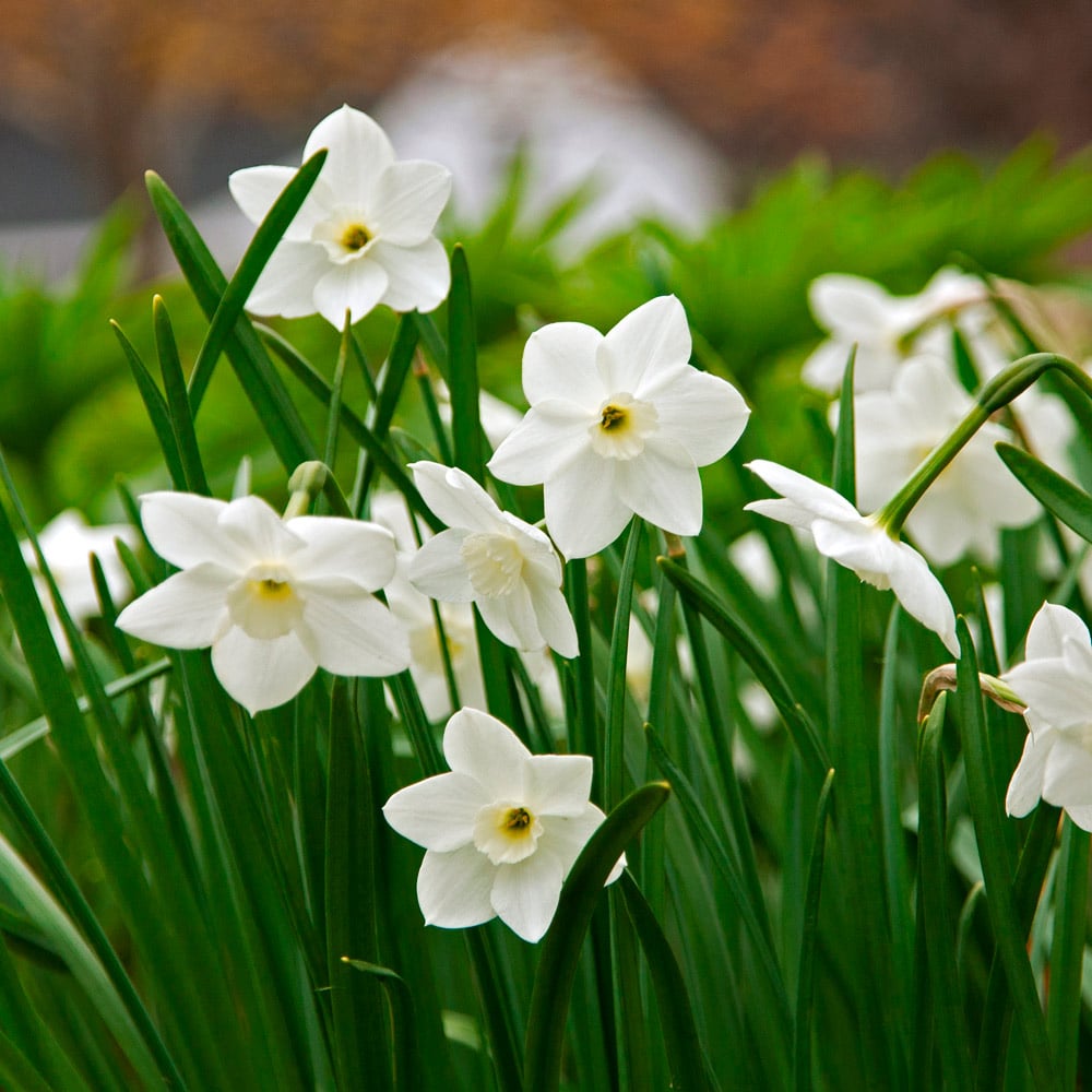 Premium Cream Narcissus Flower seeds for Planting Sun Loving, Heirloom & GMO Free Seeds for Home Garden seeds