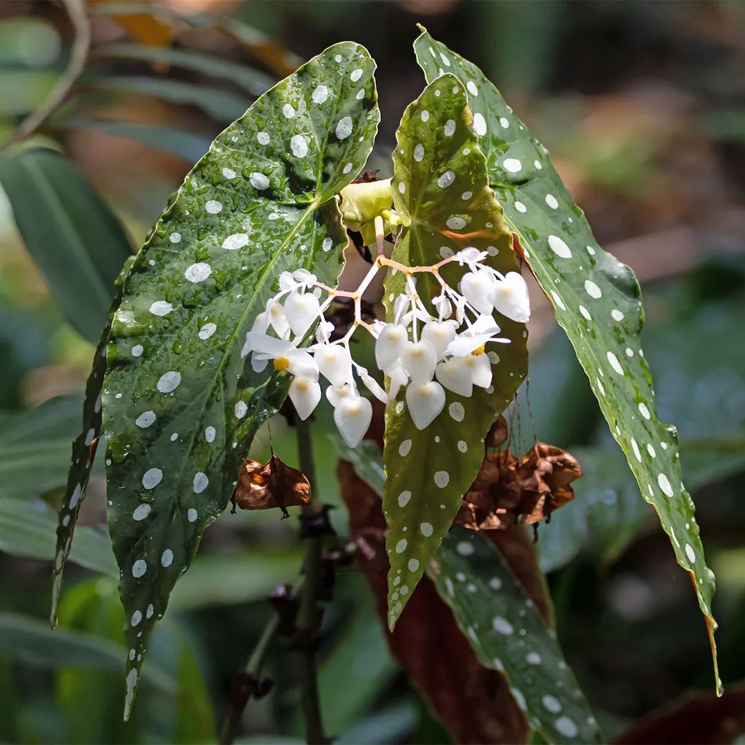 Begonia Maculata Flower seeds for Planting Easy to Grow Heirloom & GMO Free Seeds for Home Garden