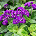 Purple Heliotrope Flower seeds for Planting Vibrant Colors, Heirloom & GMO Free Seeds for Home Garden seeds for planting