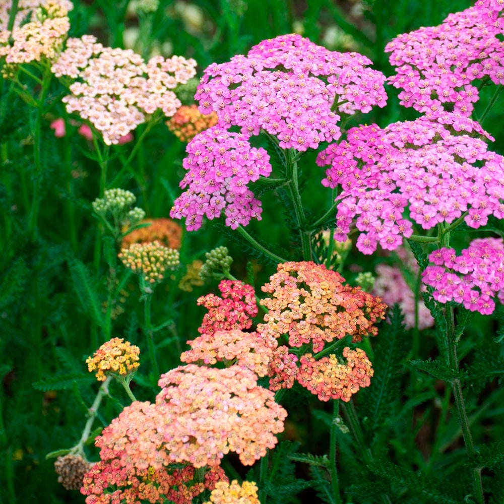 Heirloom Yarrow Achillea Flower seeds for Planting Colorful Display Heirloom & GMO Free Seeds for Home Garden