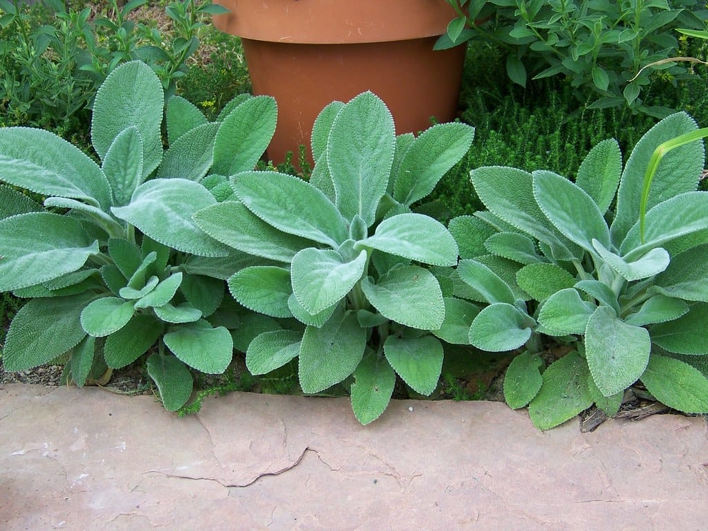 Green Lambs Ear Flower seeds for Planting Shade Tolerant, Heirloom & GMO Free Seeds for Home Garden vegetable and garden seeds