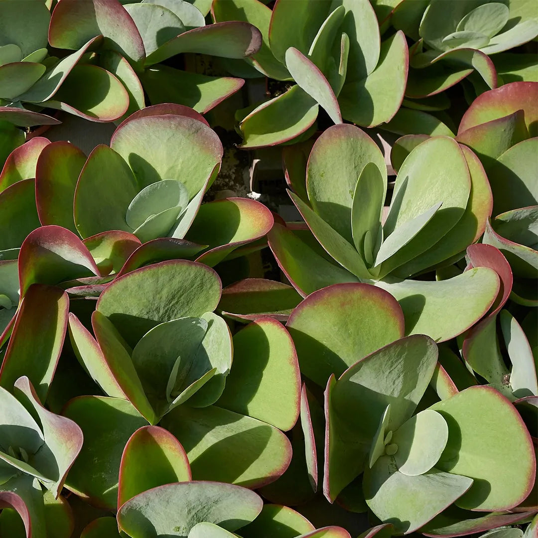 Green Kalanchoe Thyrsiflora Flower seeds for Planting - Sun Loving, Heirloom & GMO Free Seeds for Home Garden