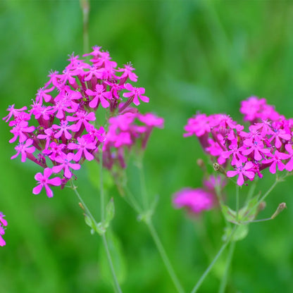 Catchfly Flower seeds for Planting Garden Favorite Heirloom & GMO Free Seeds for Home Garden