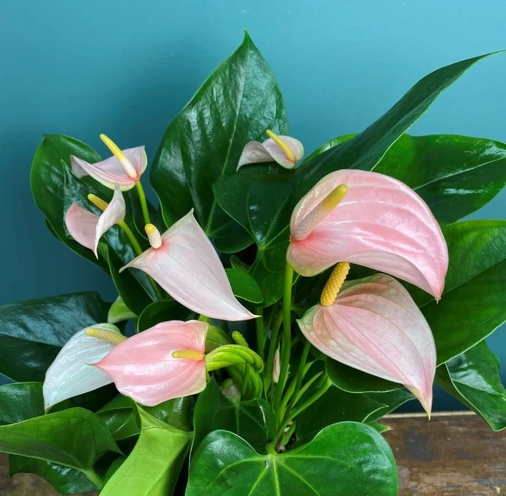 Premium Pink White Anthurium Flower seeds for Planting Cottage Garden Essential, Heirloom & GMO Free Seeds for Home Garden seeds