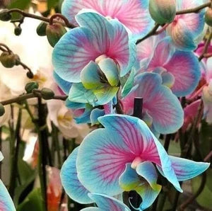 Premium Blue Pink Butterfly Orchid Flower seeds for Planting Shade Tolerant, Heirloom & GMO Free Seeds for Home Garden seeds