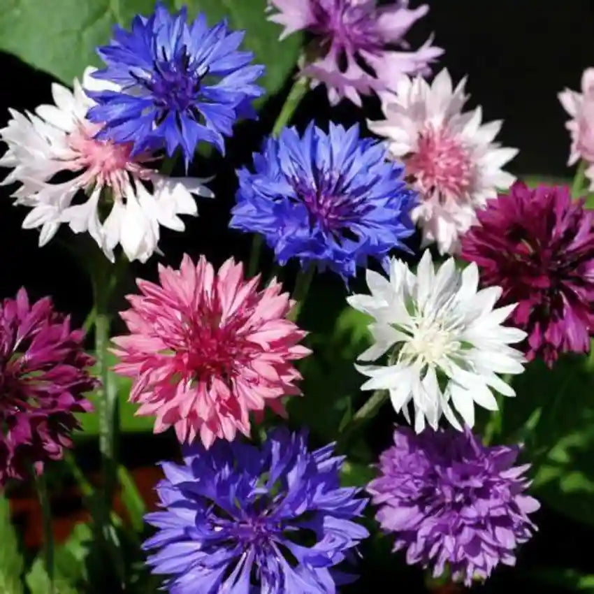 Cornflower Flower seeds for Planting Shade Tolerant Heirloom & GMO Free Seeds for Home Garden