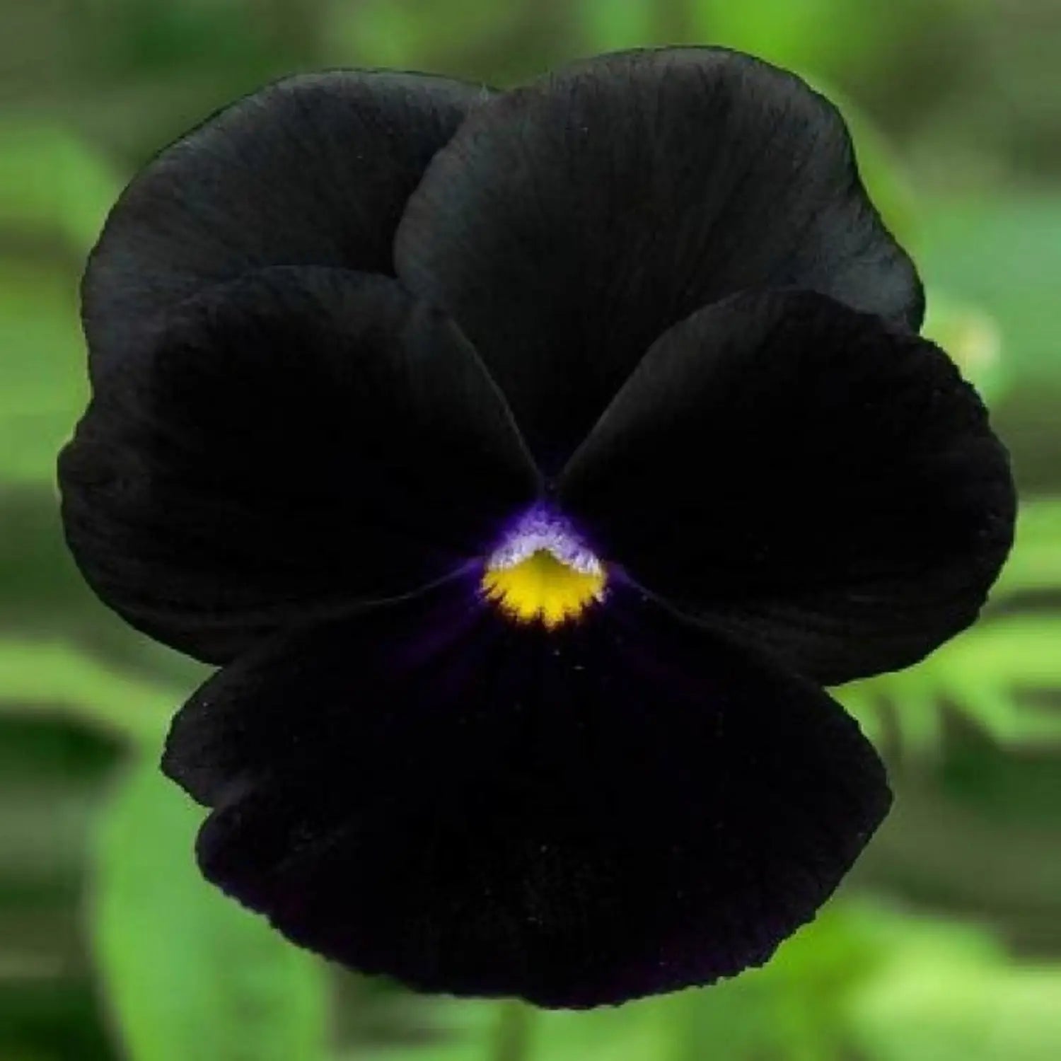 Premium Black Bougainvillea Flower seeds for Planting Low Maintenance, Heirloom & GMO Free Seeds for Home Garden seeds