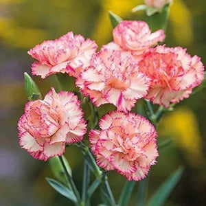 Red White Carnation Flower seeds for Planting Garden Favorite Heirloom & GMO Free Seeds for Home Garden