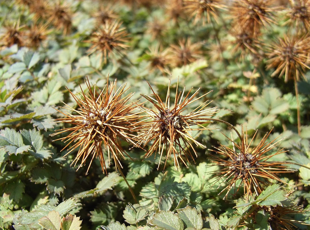 Heirloom Acaena Microphylla Flower seeds for Planting Garden Favorite Heirloom & GMO Free Seeds for Home Garden