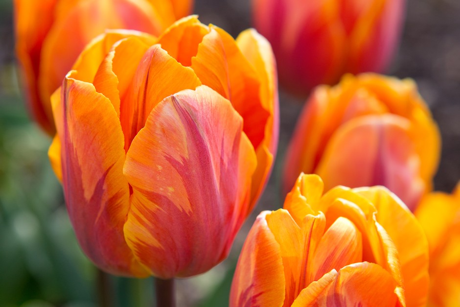 Premium Orange Tulip Flower seeds for Planting Easy to Grow, Heirloom & GMO Free Seeds for Home Garden seeds