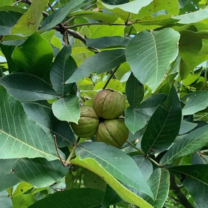 Kingnut Hickory Seeds - Carya laciniosa